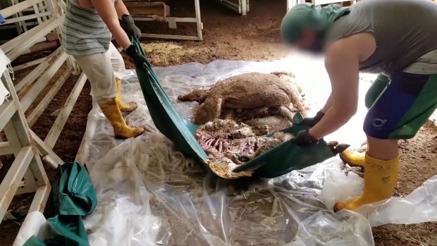 Disturbing footage showed dead sheep being removed from a live export vessel.