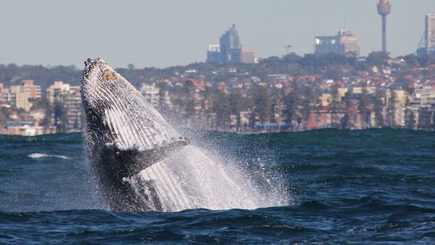 The whale migration season is not far off starting along the NSW coast.