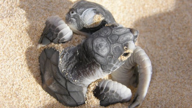 Turtle hatchlings.
