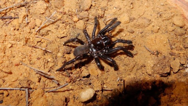 A female Gaius villosus spider, who lived in Western Australia's Central Wheatbelt and died at the ripe old age of 43.