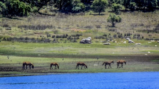 Wild brumbies in the Tantangara Lake area in January 2016. Icon Water had a contract with Snowy Hydro that allowed the ACT to access this water as a last resort. 