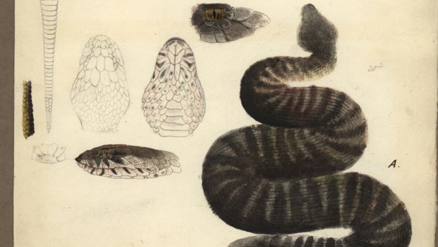 The illustration by Gerard Krefft of a death adder collected on the Blandowski expedition was detailed down to the individual scales and was a key piece of evidence in proving the species was once found in Victoria.