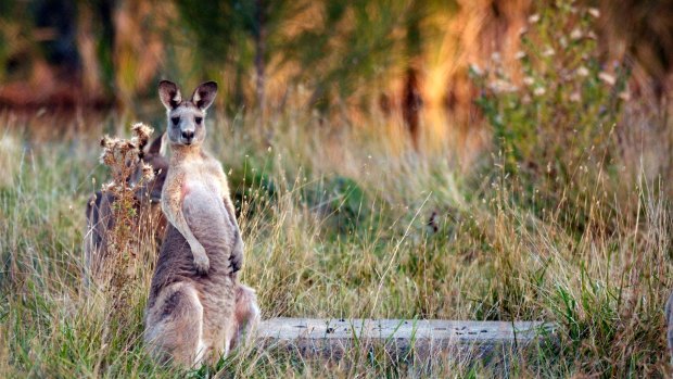 A kangaroo has attacked a man and mauled a woman on the Gold Coast.