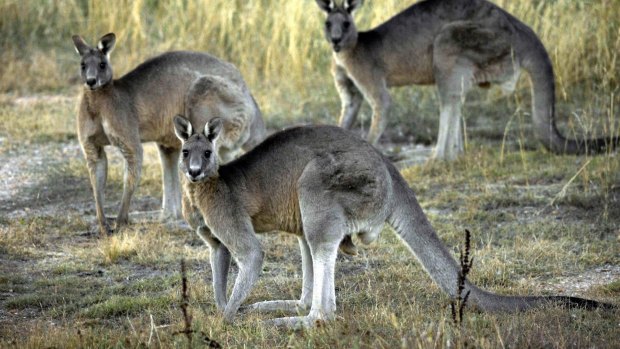 Canberra's eastern grey kangaroos