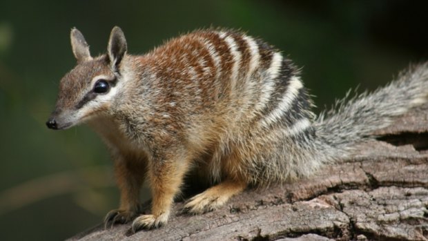 There are less than 1000 numbats left in the wild. The species is threatened by loss of habitat and feral predators.