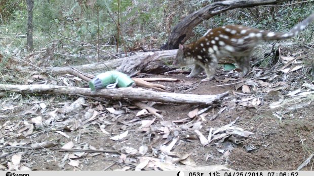 The quoll was attracted to sardines left behind by a hiker. 