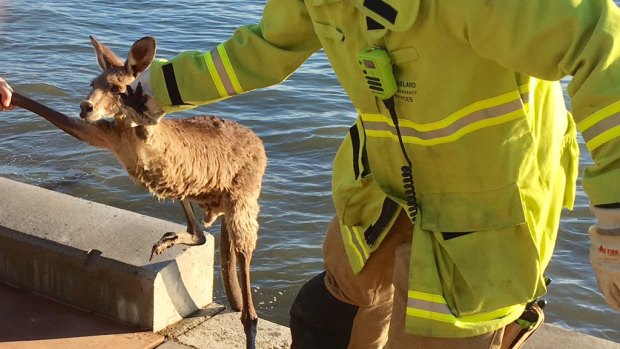 The kangaroo was pulled free of what could have been a damp situation.