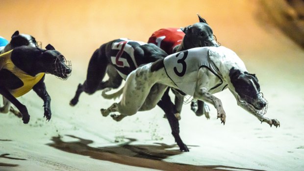 Greyhound racing will be banned in the ACT from April 30. 
