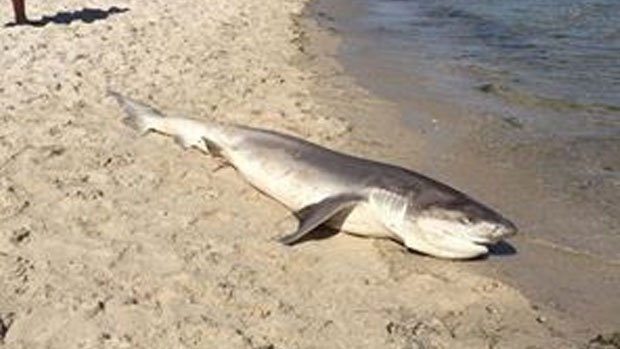 This shark washed up on Rosebud beach.