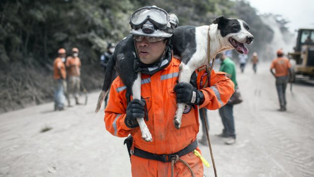 A rescue worker carries his search dog found alive near the Volcan de Fuego on Tuesday.