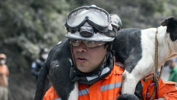 A rescue worker carries his search dog found alive near the Volcan de Fuego on Tuesday.