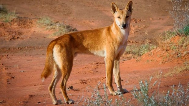 Workers said more and more dingos were becoming attracted to the site.