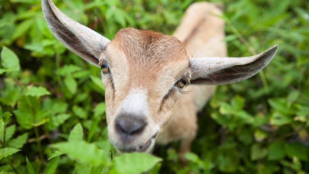 Goats could be recruited by Moreland Council.