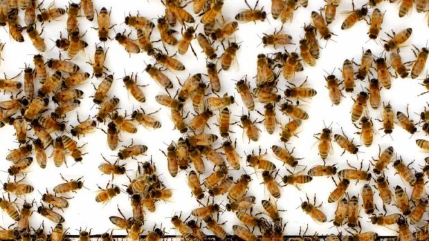 A bee swarm.