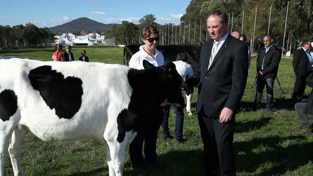 Agriculture Minister Barnaby Joyce inspects a dairy cow during the Australian Dairy Industry Council event, "Cows on the Lawn". Photo: Alex Ellinghausen