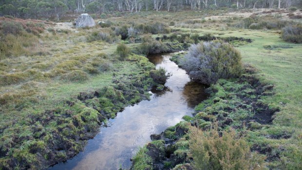 Feral horses are blamed for deeper channels forming in the alpine regions, affecting water supplies and worsening erosion.