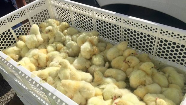 A truck carrying more than 100,000 chicks crashed near Yass on Monday.