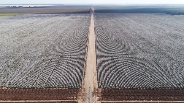 Irrigators, such as cotton growers, are cheering the changes to Murray-Darling Basin Plan.