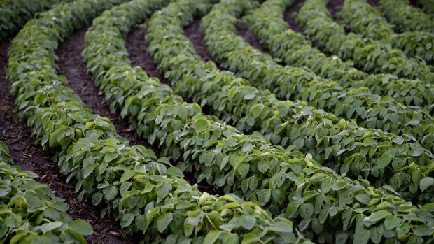 China has slapped tariffs on US soybeans.