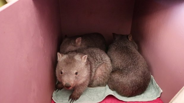 Juvenile wombats sleep in crates in her spare room and dining room.