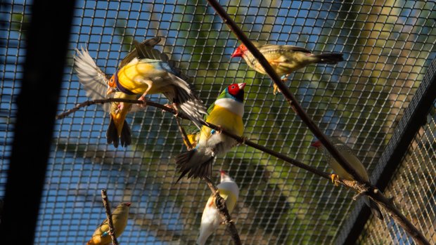 The Portelli family aviary is filled with brightly-coloured finches.