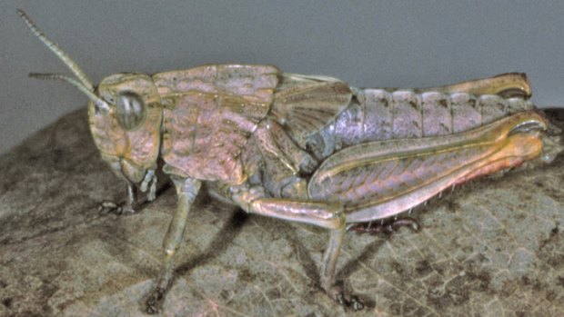 The metallic-coloured Schayer’s Grasshopper.