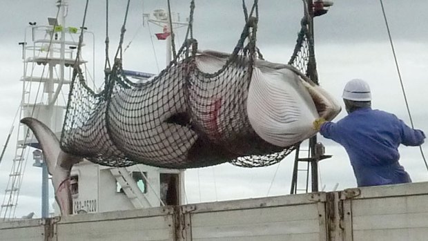 A minke whale is unloaded at the Japanese port of Kushiro. Australia would block any attempt by Japan to resume commercial whaling.