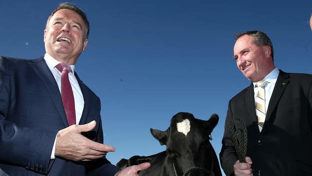 Shadow Agriculture Minister Joel Fitzgibbon and Agriculture Minister Barnaby Joyce inspect a dairy cow on Wednesday. Photo: Alex Ellinghausen