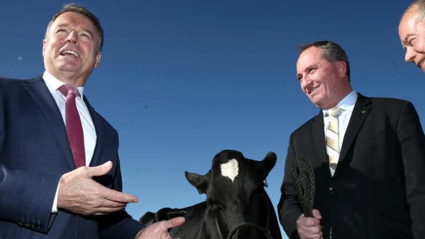 Shadow Agriculture Minister Joel Fitzgibbon and Agriculture Minister Barnaby Joyce inspect a dairy cow on Wednesday. Photo: Alex Ellinghausen