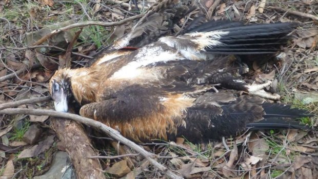 A wedge-tailed eagle is found shot and dumped in Black Range State Forest, near three other dead birds, in 2017.