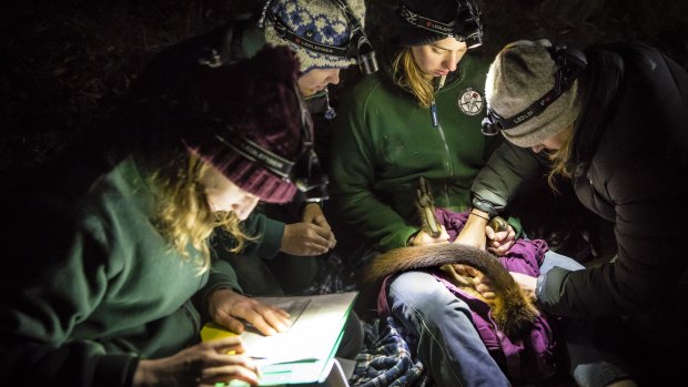 ACT Parks and Conservation Service wildlife officers Nicole Hill, Hannah Waterhouse, Rachael Loneragan and Lisa Steindler record data from a brush-tailed rock wallaby during a monitoring exercise at the Tidbinbilla nature reserve. 