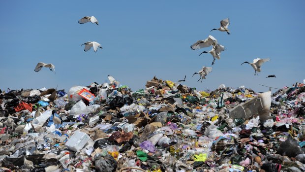 Ipswich's recycling will be dumped into landfill because the alternative would have been a 1.5 to 2 per cent rate rise.