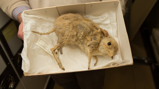 Among the species collected on the Blandowski expedition was this pig-footed bandicoot - its extinction not only saw the end of the species, but also an entire genus. 