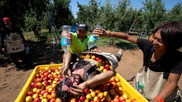 Heatwave in the country. Pascal Cannebotin gets drenched with water by L-Guy Young and R - Toshiaki Shimauvhi whilst Florian Mamert. They were finishing up from picking nectarines in the summer heat on a fruit property in Mooroopna.