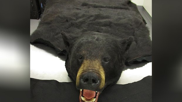 The bear rug which was found and seized on Tuesday.