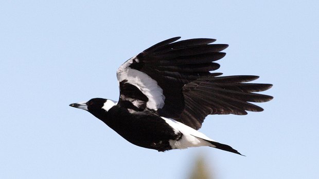Magpies living around runways were the least likely to make a quick getaway in response to approaching aircraft, according to a study.