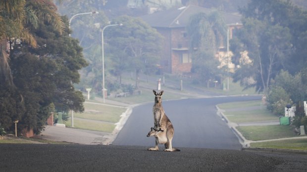 A driver has been critically injured after being hit by a kangaroo near Lithgow on Friday.