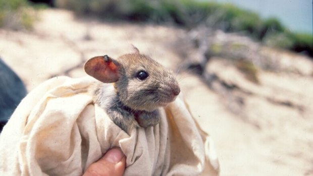 A greater stick nest rat, reintroduced to a large enclosed area of South Australia. 