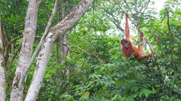 An orangutan savours freedom in the trees after being released back into the wild near Jantho, northern Sumatra.