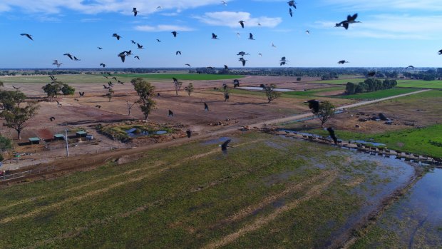 Water short: Ibis fly over the dairy herd of Daryl Hoey near Katunga in Victoria.