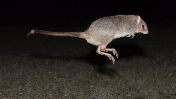 A bettong, one of many native creatures you might spotlight in Mulligans Flat Nature Reserve.
