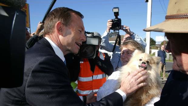 Opposition leader Tony Abbott meets Boo, a 15-month old Pomeranian, in Devonport, Tasmania, on Thursday.