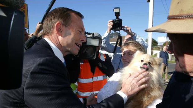 Opposition leader Tony Abbott meets Boo, a 15-month old Pomeranian, in Devonport, Tasmania, on Thursday.