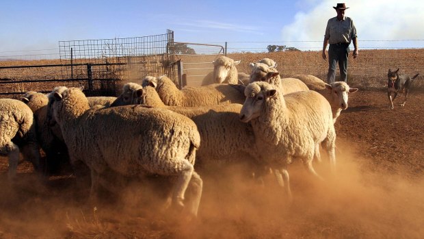 An Australian farmer and his dog muster sheep on his farm near Cowra, NSW.