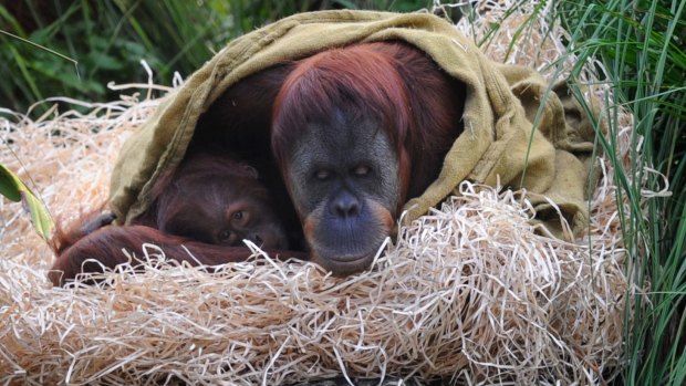 The Age
News
13/06/2012
photo Justin McManus.
Winter at Melbourne Zoo.
Orangutan mother Maimunh and daughter Dewi keep warm under a hessian rug.

Winter at the Zoo