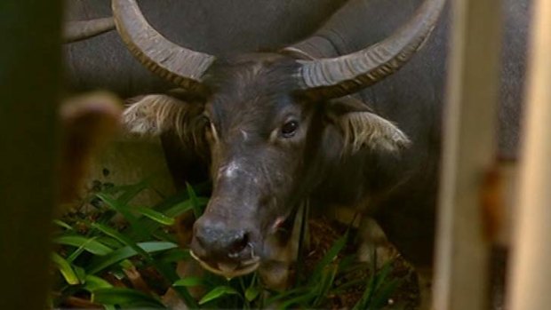 Not going quietly: the buffalo trapped out the front of a residence near the University of Sydney.