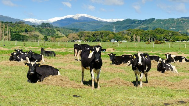 Economic conditions are rapidly deteriorating in New Zealand as milk prices sink.