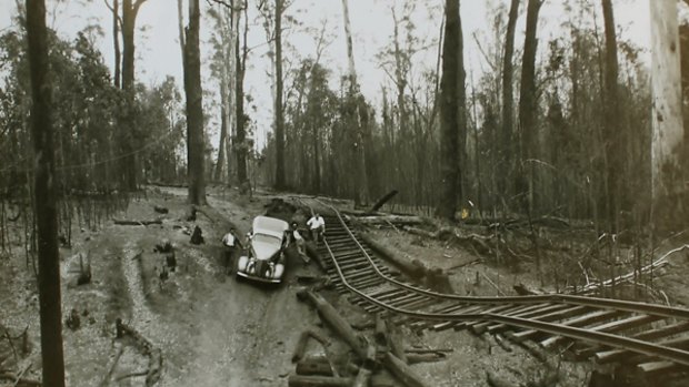 The forest near Noojee after the 1939 Black Friday bushfires.