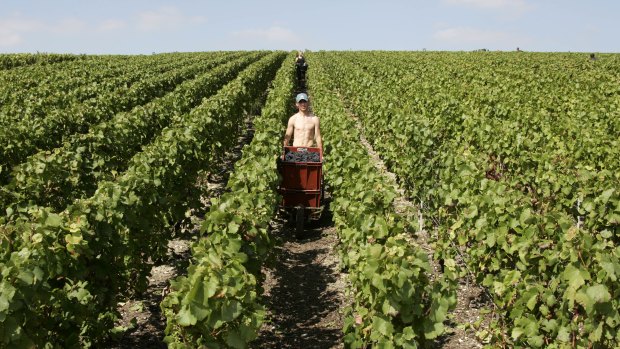 A man harvests grapes are in the Champagne region. Penfolds also plans to make a French champagne – in the Champagne region of France 