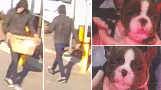 WA Police would like to speak to the person pictured on the left in regards to stolen French bulldog puppies, of which one is still missing (right). 